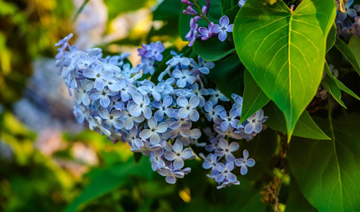 老年患者脑血管康复:适配生理特点,安全科学恢复